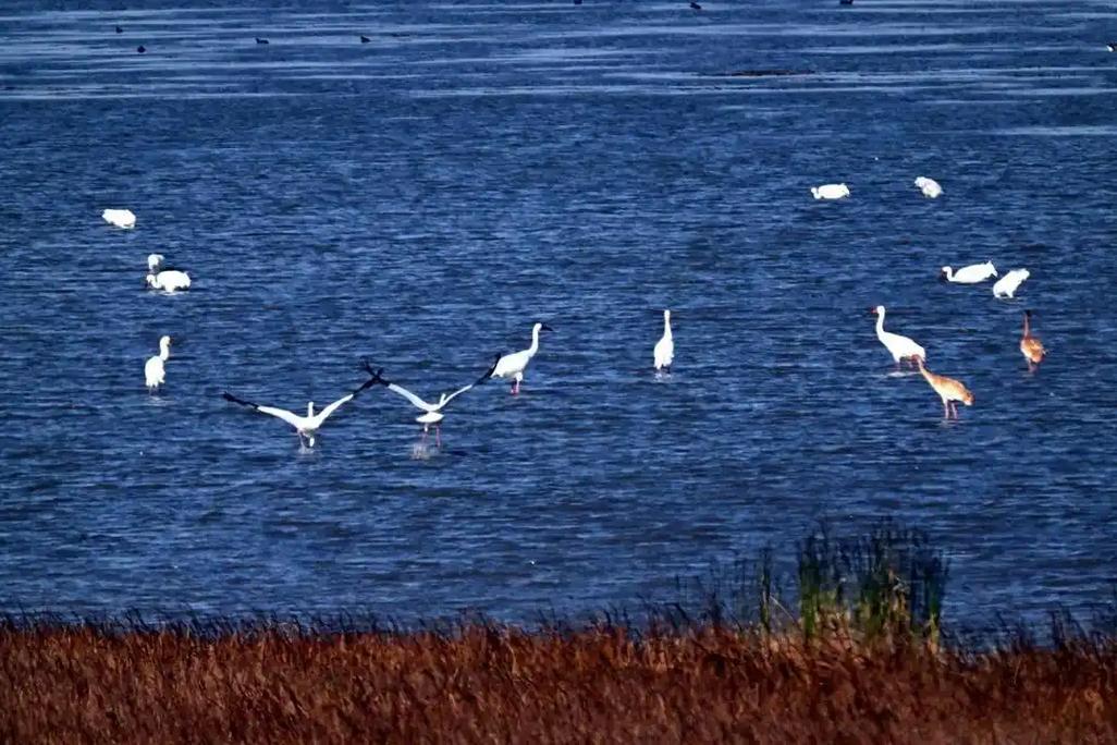 康平臥龍湖釣魚地點_遼寧康平臥龍湖候鳥遷徙_康平臥龍湖生態治理