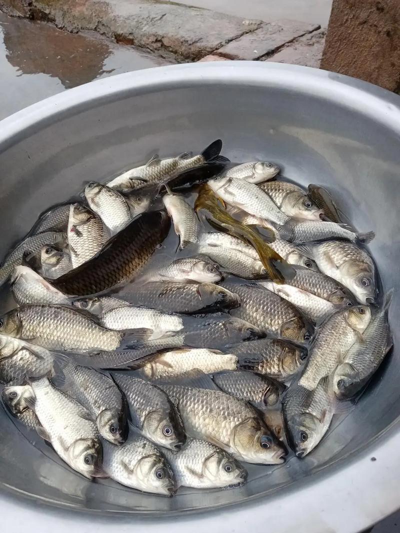 周未解毒一15蚯蚓餌料釣鯽魚_野釣鯽魚蚯蚓餌料_釣鯽魚蚯蚓技巧