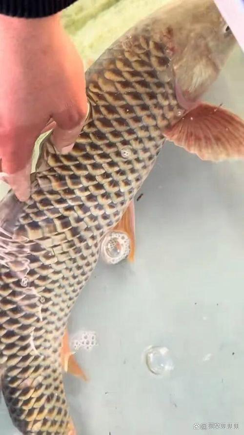 變異鯉魚_龍鱗鯉魚_龍紋鯉