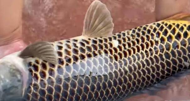 龍鱗鯉魚_變異鯉魚_龍紋鯉