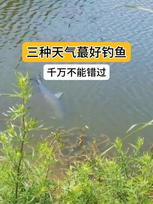 微風細雨天氣釣魚技巧_夏季雷陣雨后釣魚時機_夏天陰天適合釣魚嗎