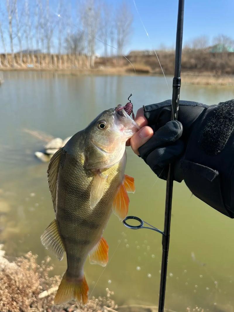 專業釣五道黑_五道黑釣法_五道黑路亞餌選擇