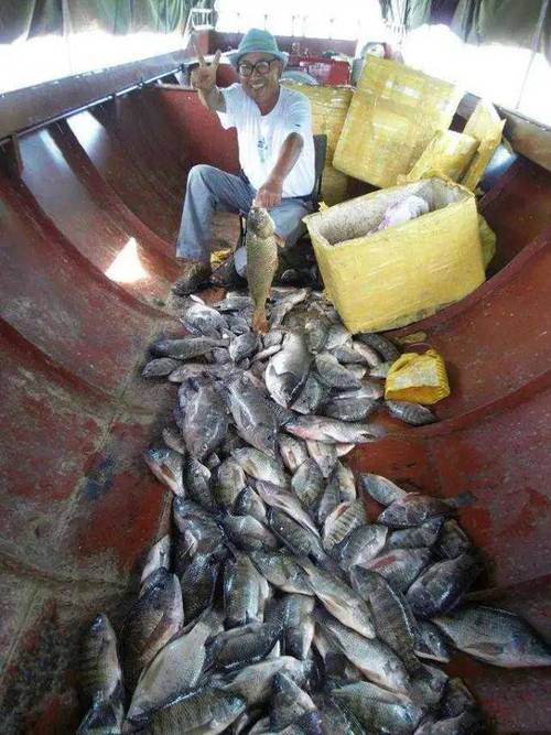 萬峰湖大羅非釣法_羅非餌料配方_萬峰湖大羅非餌料配方