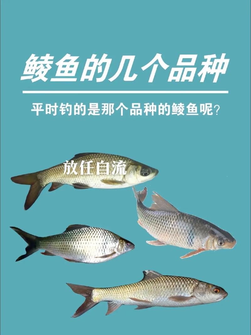 普及一下鯪魚的種類帶圖更清晰_土鯪麥鯪泰鯪識別_鯪魚種類區分