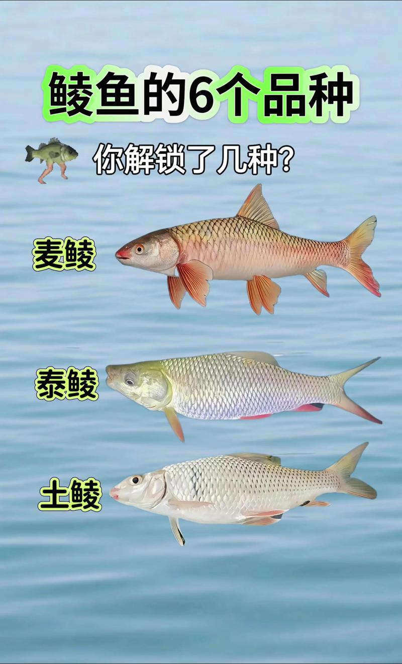 土鯪麥鯪泰鯪識別_鯪魚種類區分_普及一下鯪魚的種類帶圖更清晰
