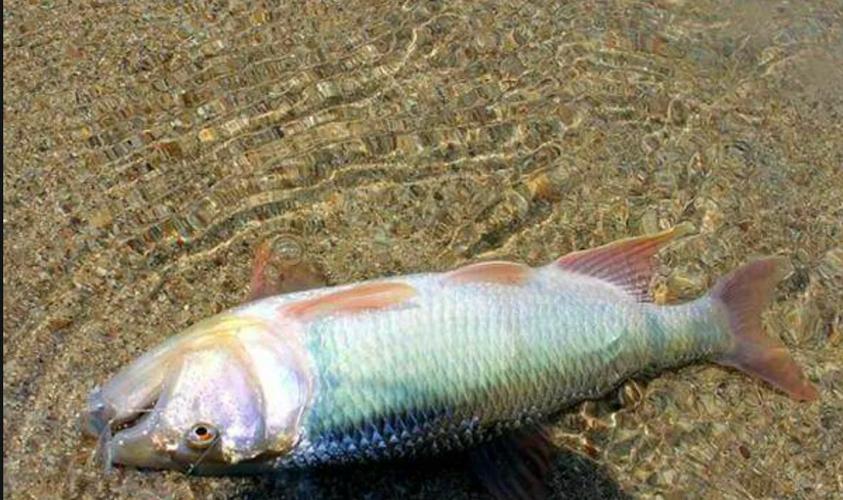 馬口魚_路亞馬口魚裝備_馬口魚棲息地