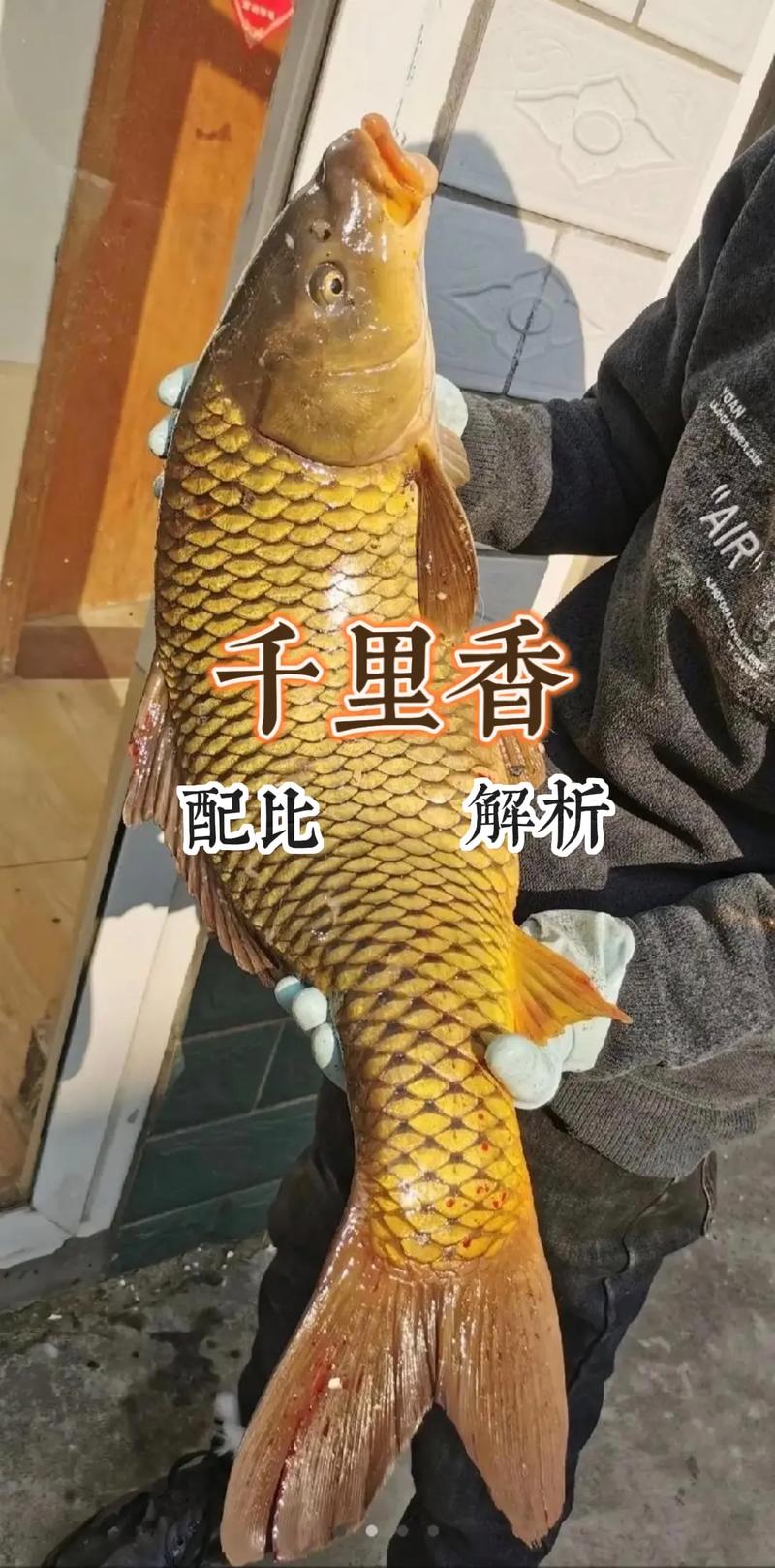 千里香釣鯉魚用法_千里香釣鯉實戰技巧_千里香釣鯉魚配方?