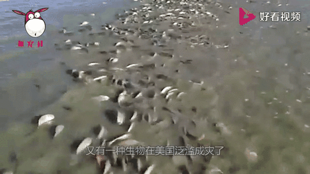 美國對亞洲鯉魚治理_美國鯉魚泛濫成災_特朗普與五大湖水生態問題