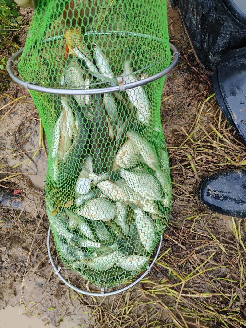 千秋釣魚論壇_千秋釣魚論壇魚鉤_千秋魚鉤官網