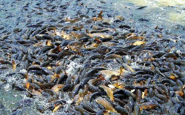 美國鯉魚泛濫成災_亞洲鯉魚美國泛濫_亞洲鯉魚生態危害