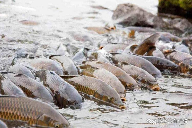 美國鯉魚泛濫成災_亞洲鯉魚生態危害_亞洲鯉魚美國泛濫