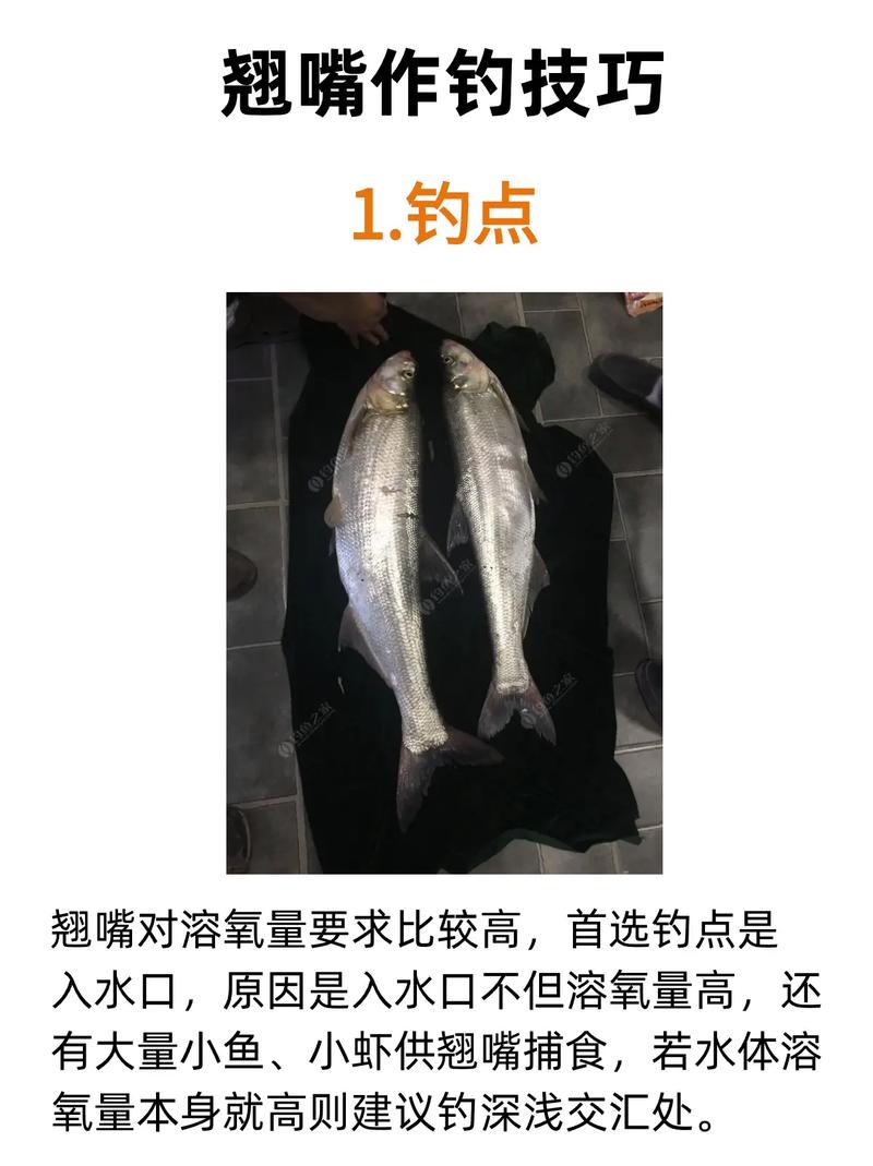 翹嘴魚的釣法_翹嘴魚生態習性_春季翹嘴魚釣法
