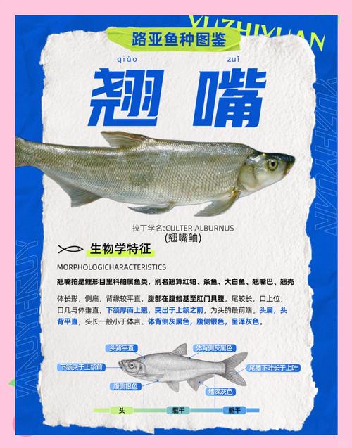 翹嘴魚最佳釣點選擇技巧_翹嘴魚的釣法_翹嘴魚釣法入門到精通指南