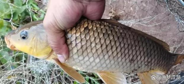 專釣小雜魚的經驗_野釣時怎樣防小雜魚_小雜魚釣法