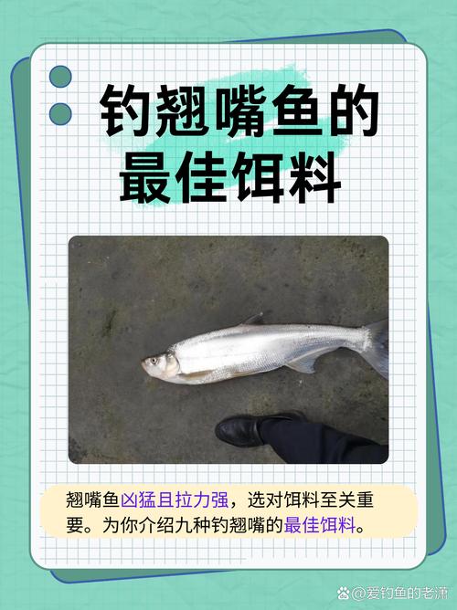 春季釣翹嘴米諾餌料_翹嘴魚的釣法及餌料_春季釣翹嘴活餌餌料