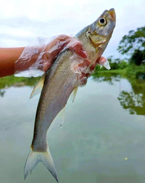 翹嘴魚的釣法及餌料_春季釣翹嘴活餌餌料_春季釣翹嘴米諾餌料