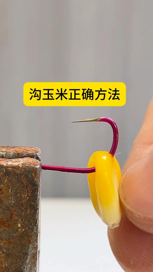 玉米釣鯉魚技巧_老玉米釣魚技巧_玉米釣鯉魚誤區