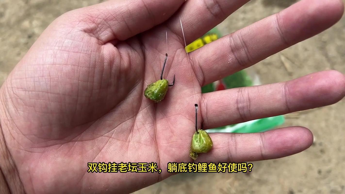 玉米釣鯉魚技巧_老玉米釣魚技巧_玉米打窩方法