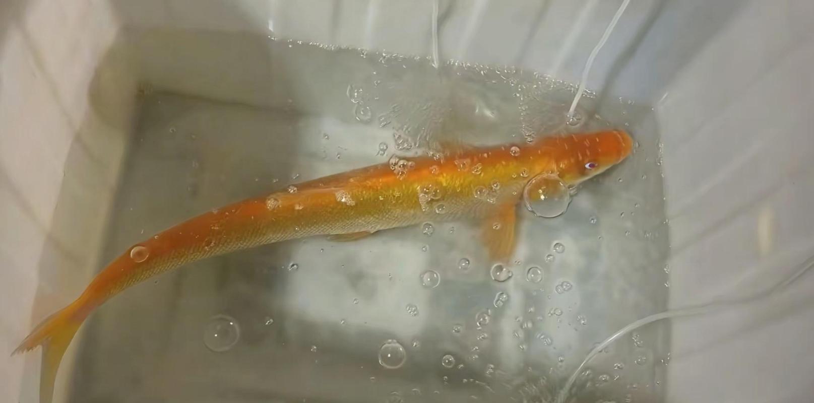 浙江金色翹嘴魚_金色翹嘴魚定水難度_翹嘴魚圖片