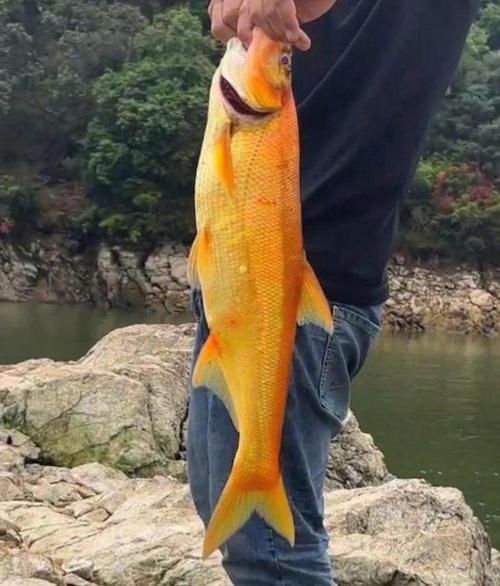 金色翹嘴魚定水難度_翹嘴魚圖片_浙江金色翹嘴魚