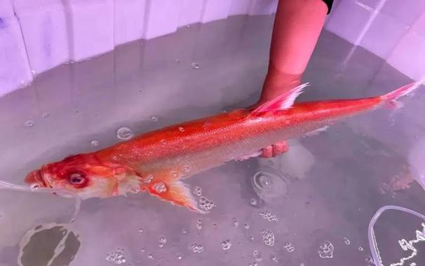 金色翹嘴魚定水難度_翹嘴魚圖片_浙江金色翹嘴魚