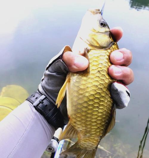 淺談秋季雨天垂釣技巧必看_初秋下雨天釣魚全攻略|陰雨天氣爆護技巧+避坑指南 釣魚新手 釣魚技巧 雨天釣魚 野釣攻略 釣魚人日常