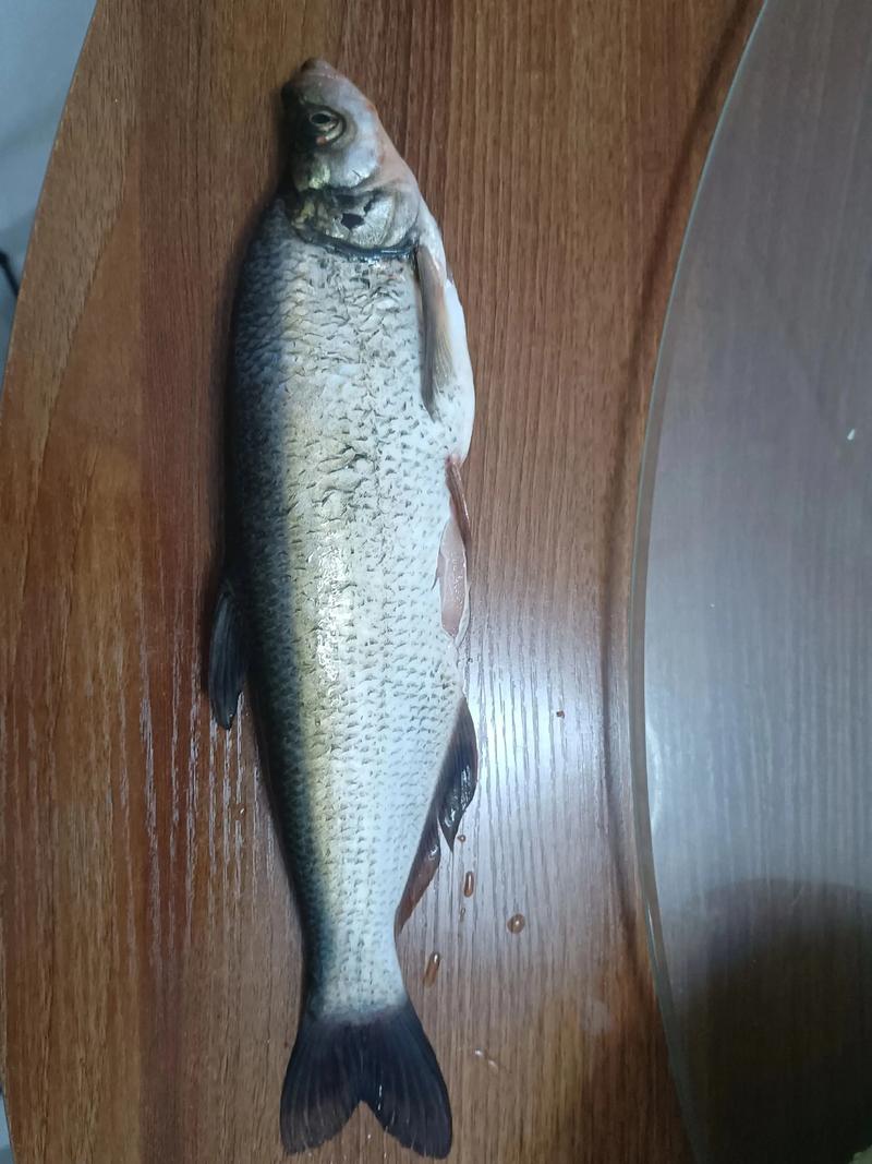 翹嘴魚為什么在中國受歡迎_翹嘴魚在中國和韓國的差異_翹嘴魚圖片