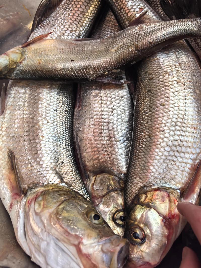 翹嘴魚在中國和韓國的差異_翹嘴魚圖片_翹嘴魚為什么在中國受歡迎