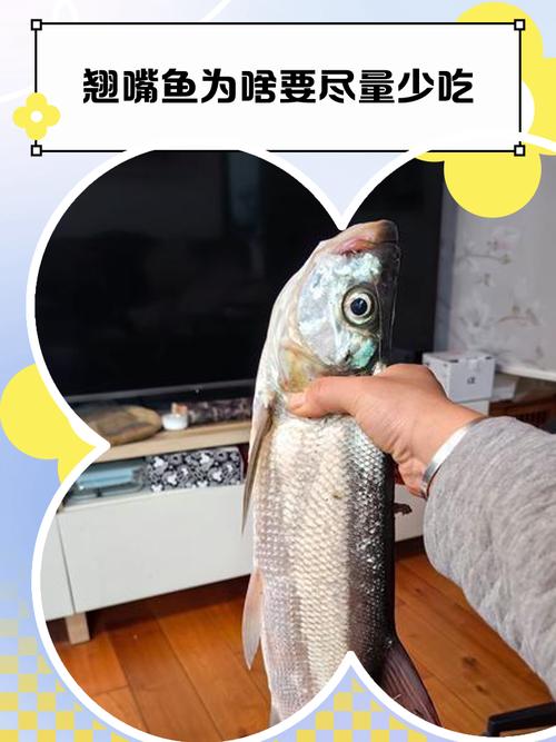 翹嘴魚為什么在中國受歡迎_翹嘴魚在中國和韓國的差異_翹嘴魚圖片