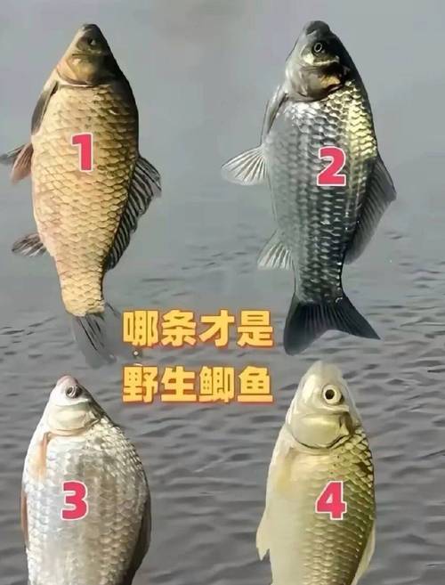 野生鯽魚長度與重量對照表_野生鯽魚分布范圍_野生鯽魚繁殖能力