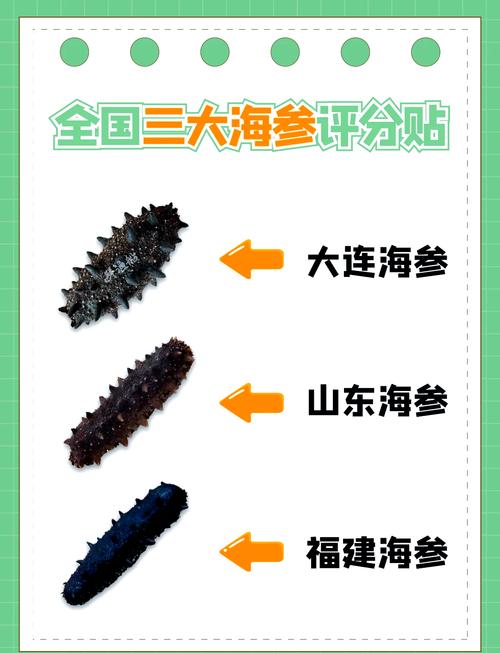青島現罕見白色海參_大連海參價格_海參價格差異原因