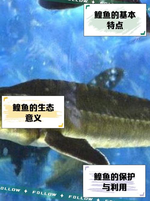 中華鱘與長江鱘區別_鱘魚種類鑒別_漁民捕獲罕見鱘鰉