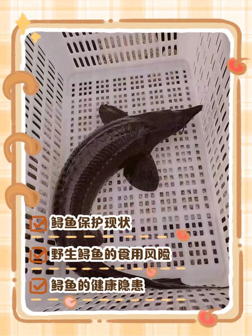 漁民捕獲罕見鱘鰉_中華鱘與長江鱘區別_鱘魚種類鑒別