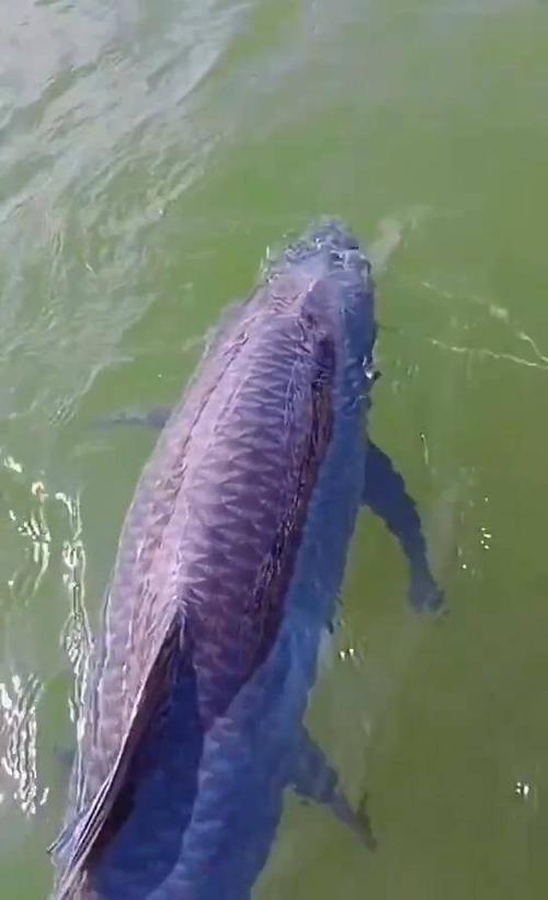 青魚王_青魚王釣獲_青魚養殖