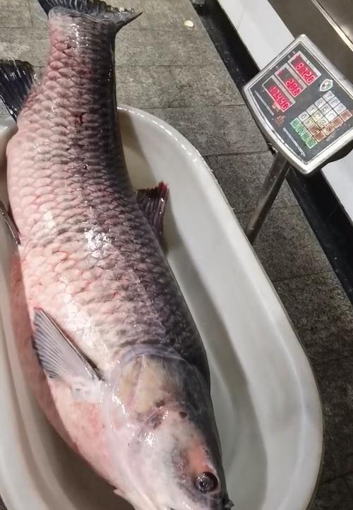 青魚養殖_青魚王釣獲_青魚王