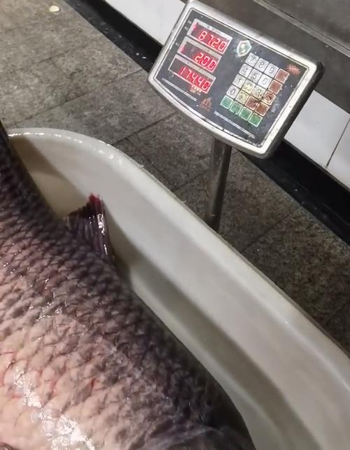 青魚養殖_青魚王_青魚王釣獲