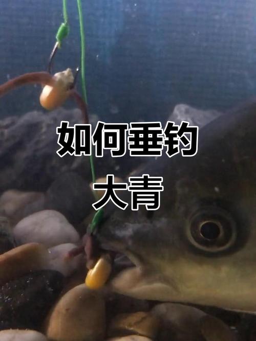 青魚_青魚釣法必看_青魚星識別方法_釣青魚技巧