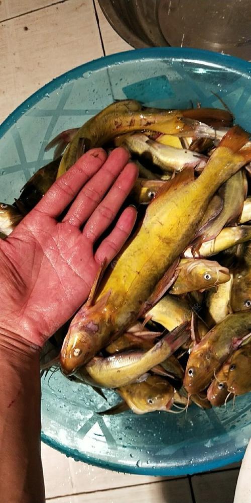 三角峰養殖 四川_請教一下各位朋友怎么釣《三角峰》_三角峰 釣魚技巧 成都