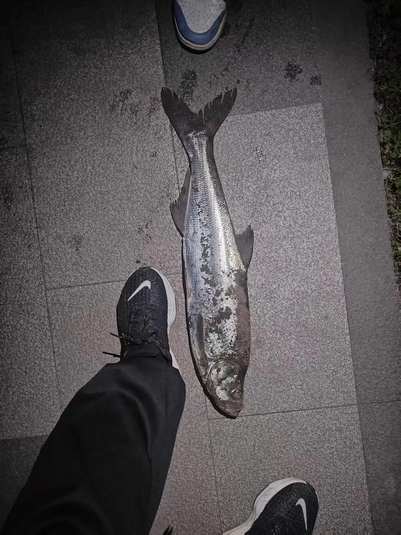 長壽湖釣魚配方_長壽湖釣魚可以夜釣嗎_長壽湖翹嘴魚釣法