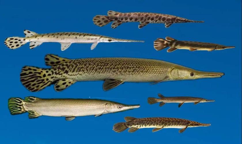 雀鱔種類_長吻雀鱔介紹_雀嘴鱔