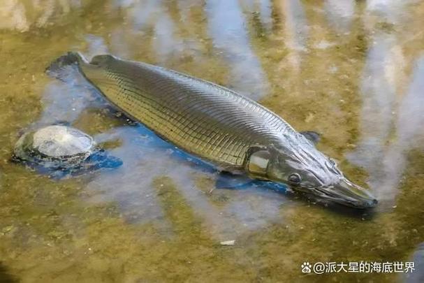 雀鱔種類_雀嘴鱔_長吻雀鱔介紹