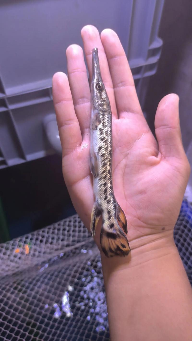 長吻雀鱔介紹_雀鱔種類_雀嘴鱔