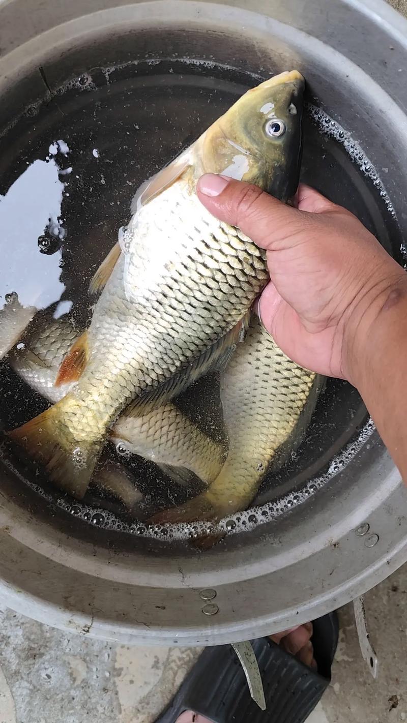 秋季釣魚技巧學會魚獲多一倍_野釣魚道識別方法_野釣找魚道技巧