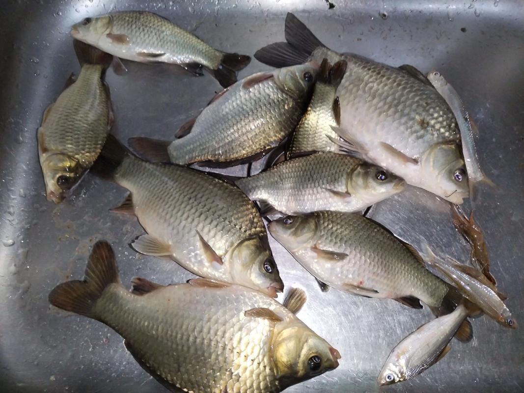 秋季釣魚技巧學會魚獲多一倍_野釣魚道識別方法_野釣找魚道技巧