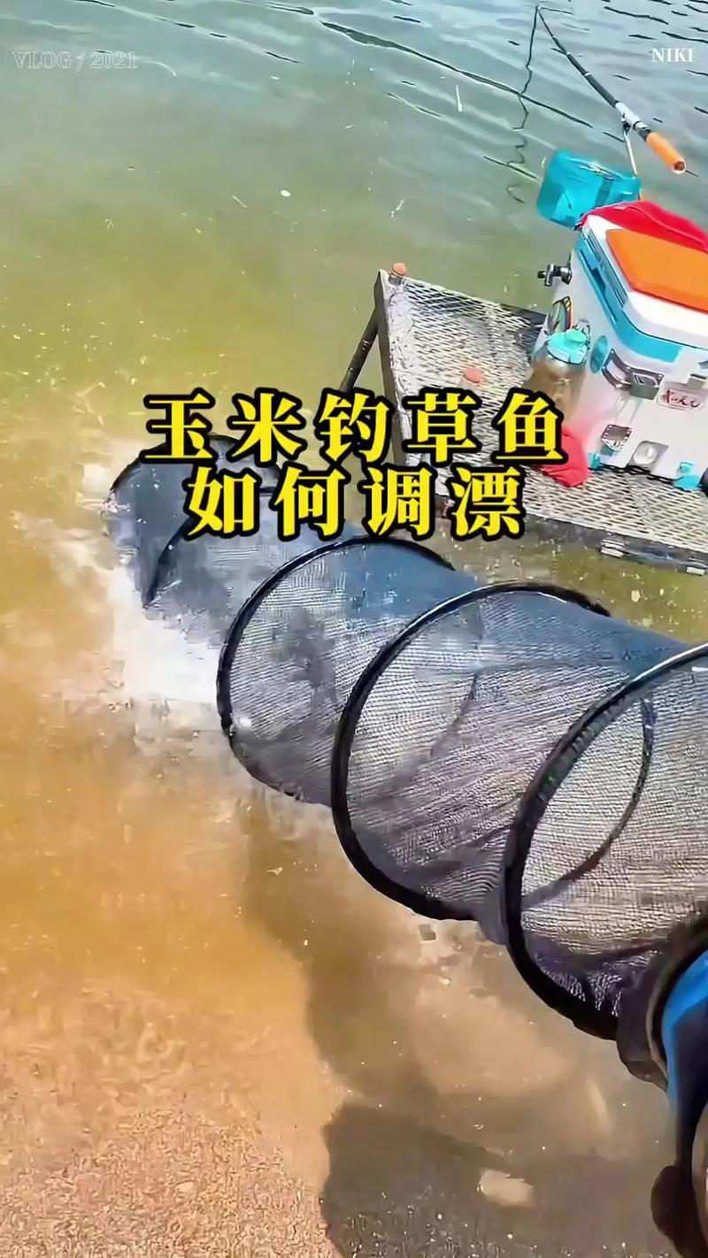 草魚釣底調漂方法_用玉米釣草魚和鯉魚怎么調漂_草魚調四釣二技巧