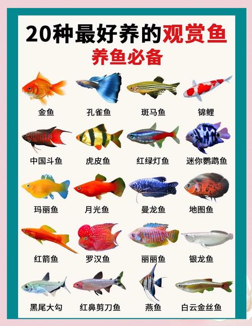 熱帶魚養殖技巧_觀賞魚之家_如何養好熱帶魚