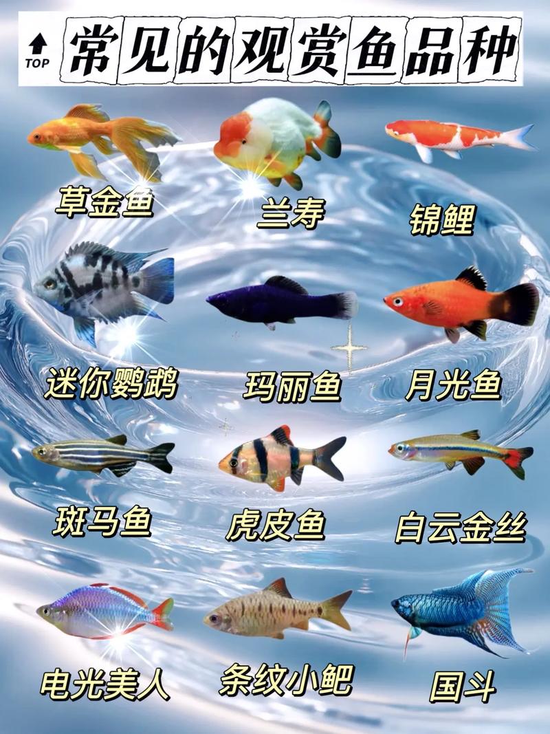 熱帶魚養殖技巧_如何養好熱帶魚_觀賞魚之家