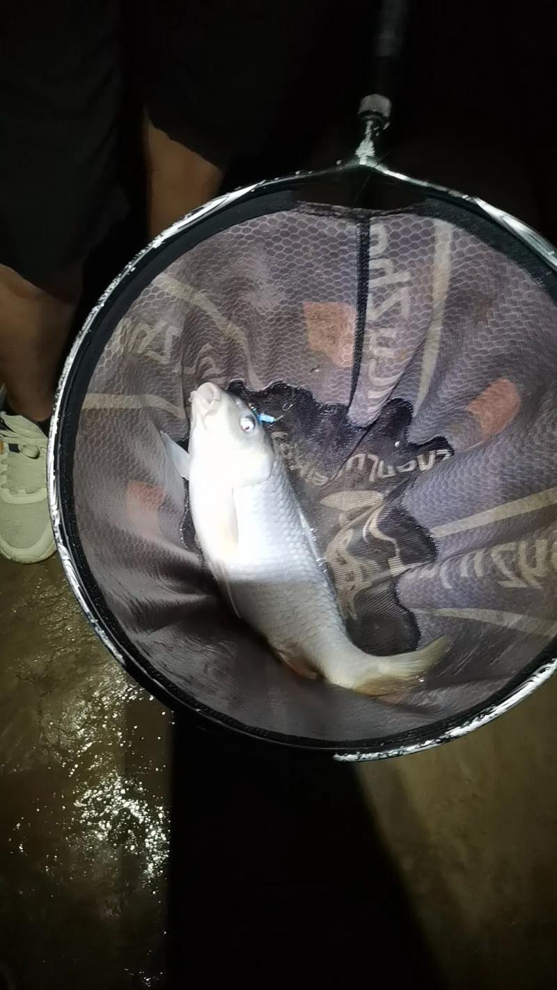 海桿黃河釣魚技巧_黃河繃竿釣法_黃河釣大鯉魚