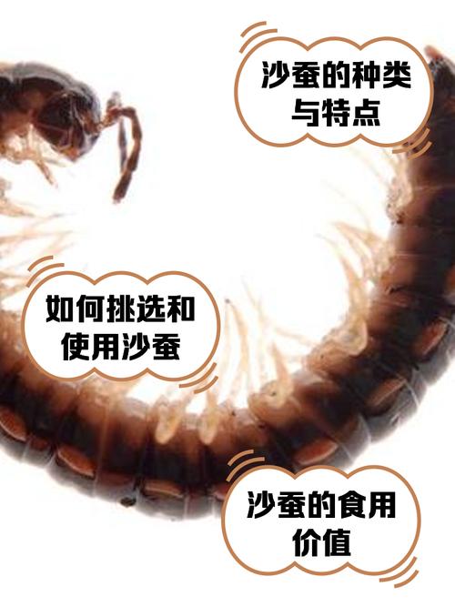 沙蠶種類用法_巢沙蠶青沙蠶水沙蠶巖沙蠶_沙蠶圖片