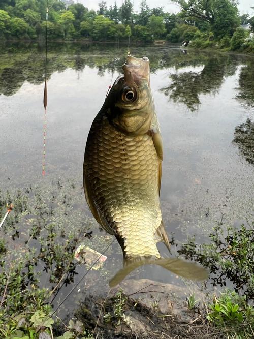 雨后在河里可以釣魚嗎_雨后釣魚技巧_雨前釣魚注意事項